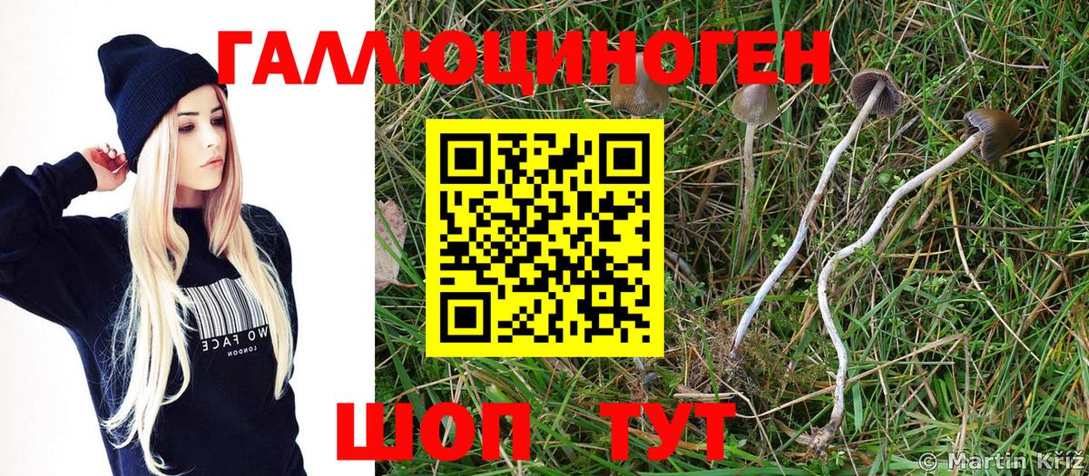 Галлюциногенные грибы Cubensis Ивантеевка